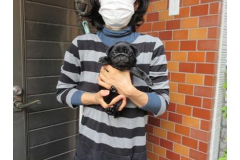 成約済の神奈川県のパグ-94912の5枚目